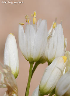 Allium negevense  Allium negevense,Geotagged,Jordan,Spring