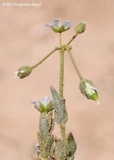Holosteum glutinosum  Geotagged,Holosteum glutinosum,Jordan,Spring
