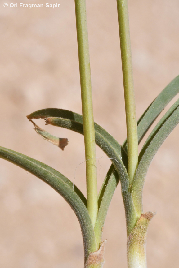 Allium negevense  Allium negevense,Geotagged,Jordan,Spring