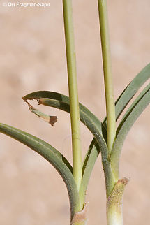 Allium negevense  Allium negevense,Geotagged,Jordan,Spring