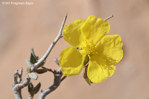 Helianthemum ventosum  Geotagged,Helianthemum ventosum,Jordan,Spring