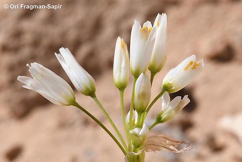 Allium negevense  Allium negevense,Geotagged,Jordan,Spring