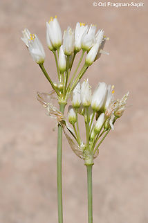 Allium negevense  Allium negevense,Geotagged,Jordan,Spring