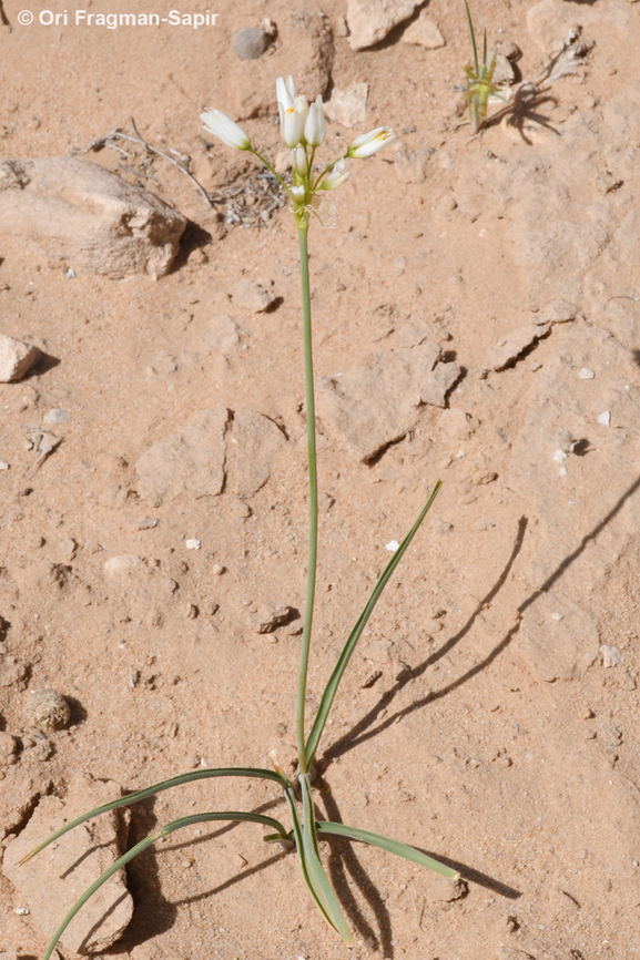 Allium negevense  Allium negevense,Geotagged,Jordan,Spring
