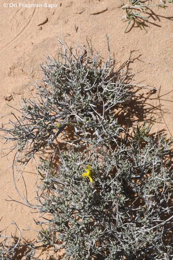 Helianthemum ventosum  Geotagged,Helianthemum ventosum,Jordan,Spring