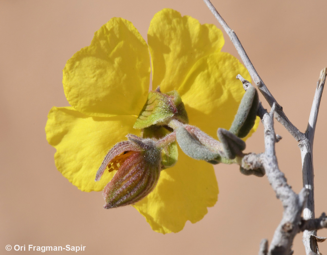 Helianthemum ventosum  Geotagged,Helianthemum ventosum,Jordan,Spring