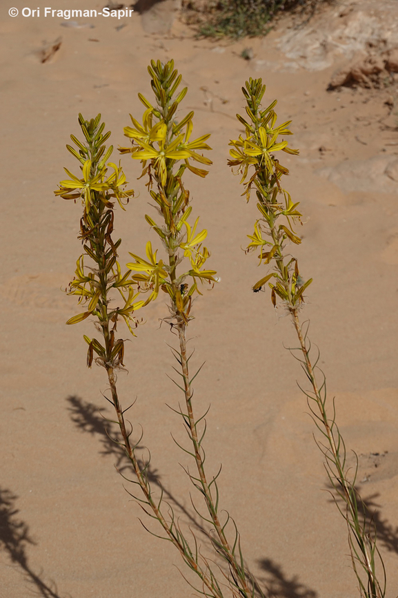 Asphodeline lutea  Asphodeline lutea,Geotagged,Jordan,King's Spear,Spring