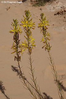 Asphodeline lutea  Asphodeline lutea,Geotagged,Jordan,King's Spear,Spring