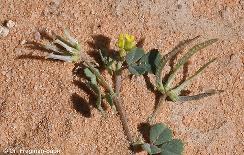 Trigonella astroites  Geotagged,Jordan,Spring,Trigonella astroites
