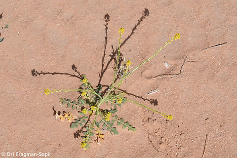Schimpera arabica  Geotagged,Jordan,Schimpera arabica,Spring