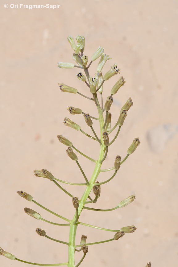 Bellevalia stepporum  Bellevalia stepporum,Geotagged,Jordan,Spring