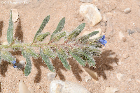 Alkanna tinctoria  Alkanet,Alkanna tinctoria,Geotagged,Jordan,Spring