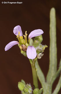 Cakile arabica S Jordan, Wadi Rum, Abu Hashiba Canyon Cakile arabica,Geotagged,Jordan,Spring