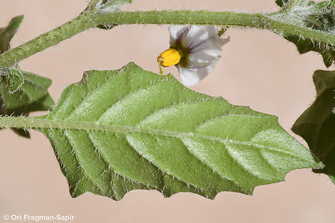 Solanum sinaicum  Geotagged,Jordan,Solanum sinaicum,Spring