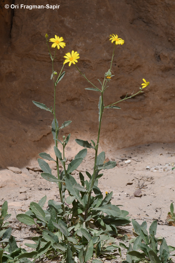Osteospermum vaillantii  Geotagged,Jordan,Osteospermum vaillantii,Spring