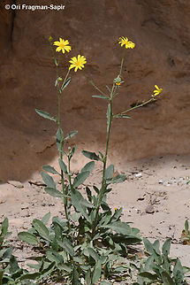 Osteospermum vaillantii  Geotagged,Jordan,Osteospermum vaillantii,Spring