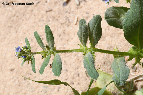 Asperugo procumbens  Asperugo procumbens,Geotagged,German madwort,Jordan,Spring