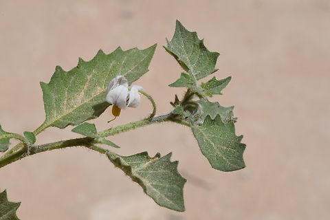 Solanum sinaicum  Geotagged,Jordan,Solanum sinaicum,Spring