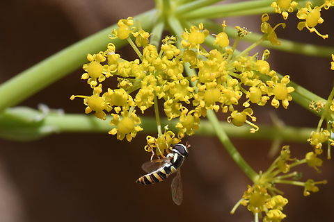 Ferula communis  Ferula communis,Geotagged,Giant fennel,Jordan,Spring