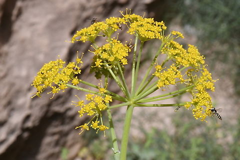 Ferula communis  Ferula communis,Geotagged,Giant fennel,Jordan,Spring