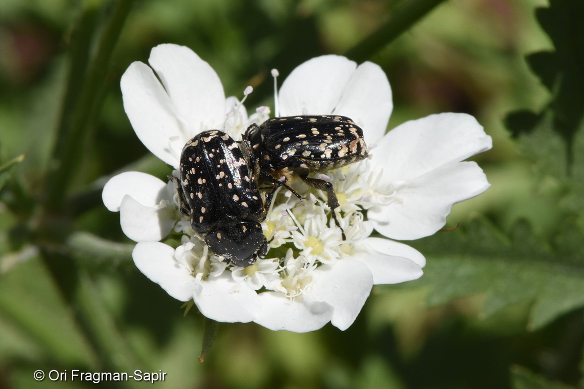 Oxythyrea noemi  Geotagged,Israel,Oxythyrea noemi,Spring