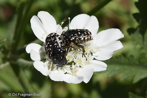 Oxythyrea noemi  Geotagged,Israel,Oxythyrea noemi,Spring