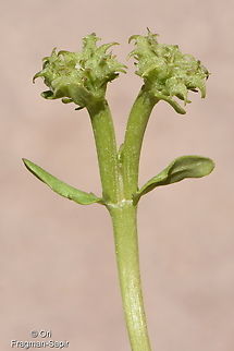 Valerianella echinata  Valerianella echinata