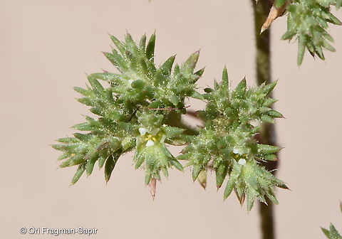 Loeflingia hispanica  Loeflingia hispanica