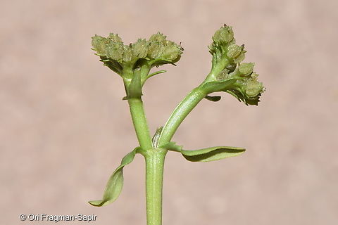 Valerianella orientalis  Valerianella orientalis