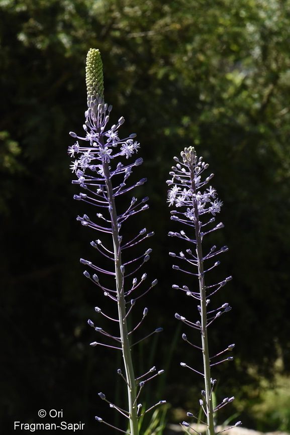 Scilla hyacinthoides  Scilla hyacinthoides,Scilla hyancinthoides