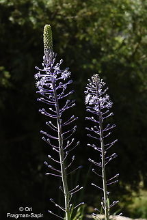 Scilla hyacinthoides  Scilla hyacinthoides,Scilla hyancinthoides