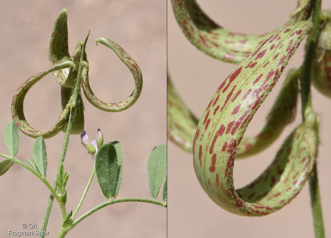 Astragalus annularis  Astragalus annularis