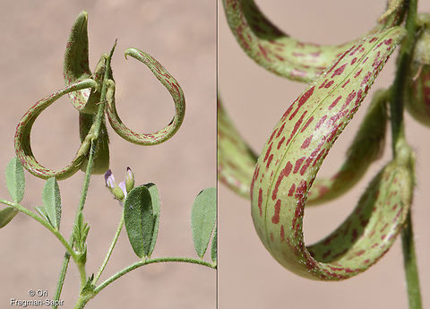 Astragalus annularis  Astragalus annularis