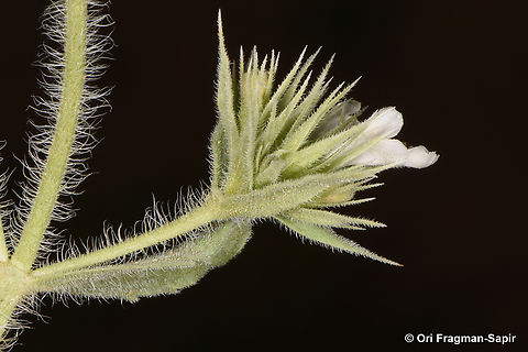 Nepeta congesta  Geotagged,Jordan,Nepeta congesta,Spring