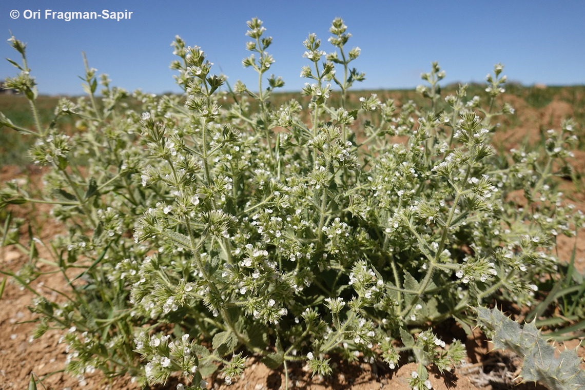 Nepeta congesta  Geotagged,Jordan,Nepeta congesta,Spring