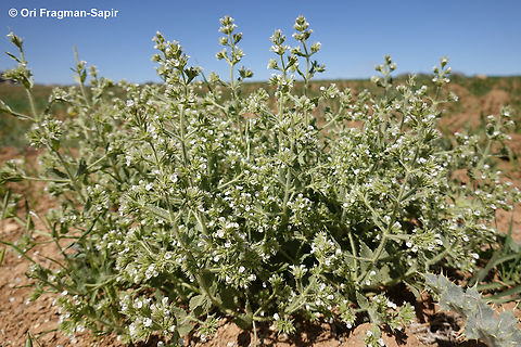 Nepeta congesta  Geotagged,Jordan,Nepeta congesta,Spring