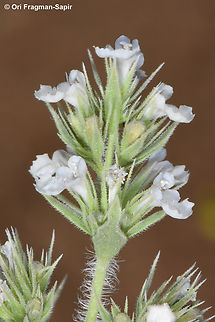 Nepeta congesta  Geotagged,Jordan,Nepeta congesta,Spring