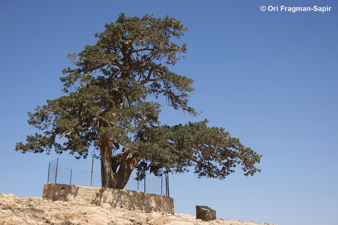 Cupressus sempervirens An ancient native wild tree, fenced for protection.  Cupressus sempervirens,Geotagged,Jordan,Mediterranean cypress,Spring