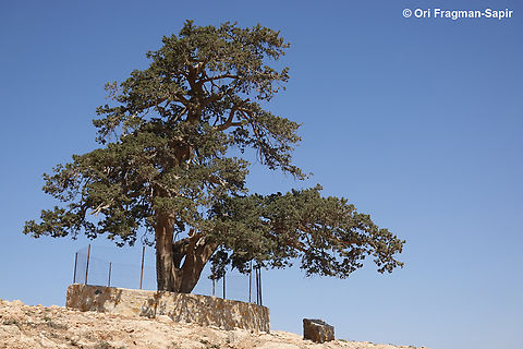 Cupressus sempervirens An ancient native wild tree, fenced for protection.  Cupressus sempervirens,Geotagged,Jordan,Mediterranean cypress,Spring