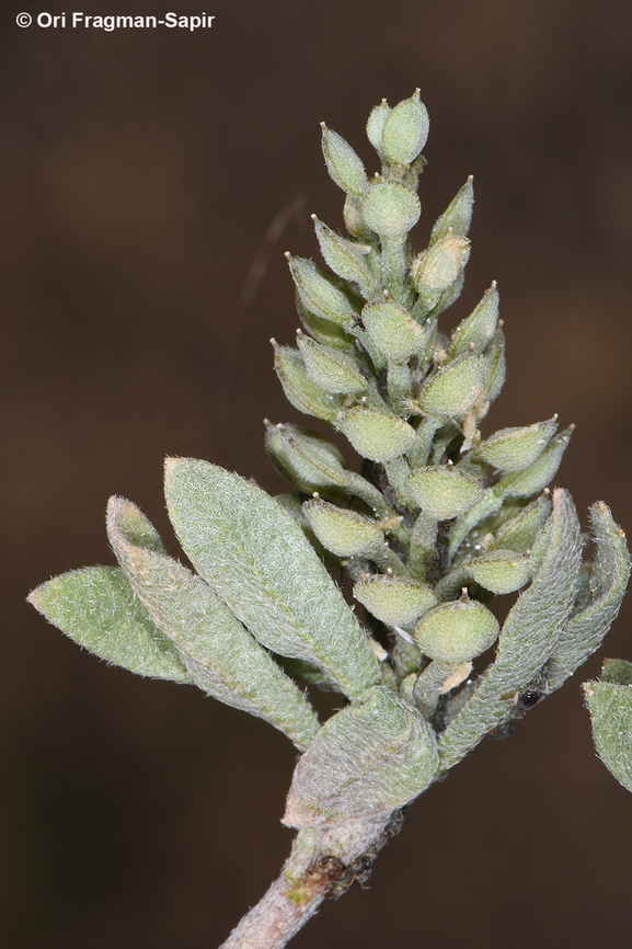 Alyssum szovitsianum  Alyssum szovitsianum,Geotagged,Jordan,Spring