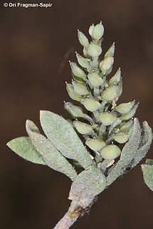 Alyssum szovitsianum  Alyssum szovitsianum,Geotagged,Jordan,Spring
