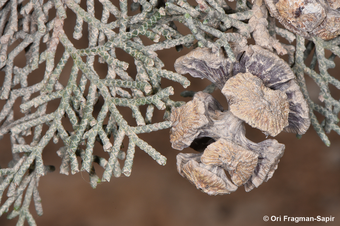 Cupressus sempervirens  Cupressus sempervirens,Geotagged,Jordan,Mediterranean cypress,Spring