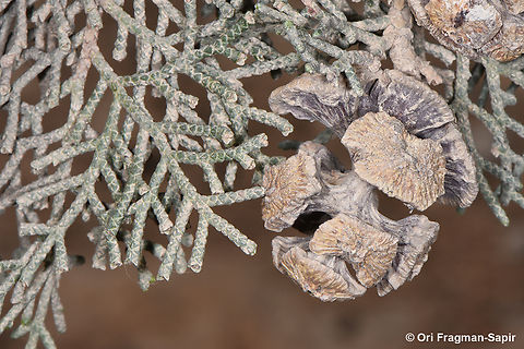 Mediterranean cypress