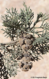 Cupressus sempervirens  Cupressus sempervirens,Geotagged,Jordan,Mediterranean cypress,Spring