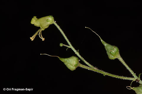 Scrophularia nabataeorum  Geotagged,Jordan,Scrophularia nabataeorum,Spring