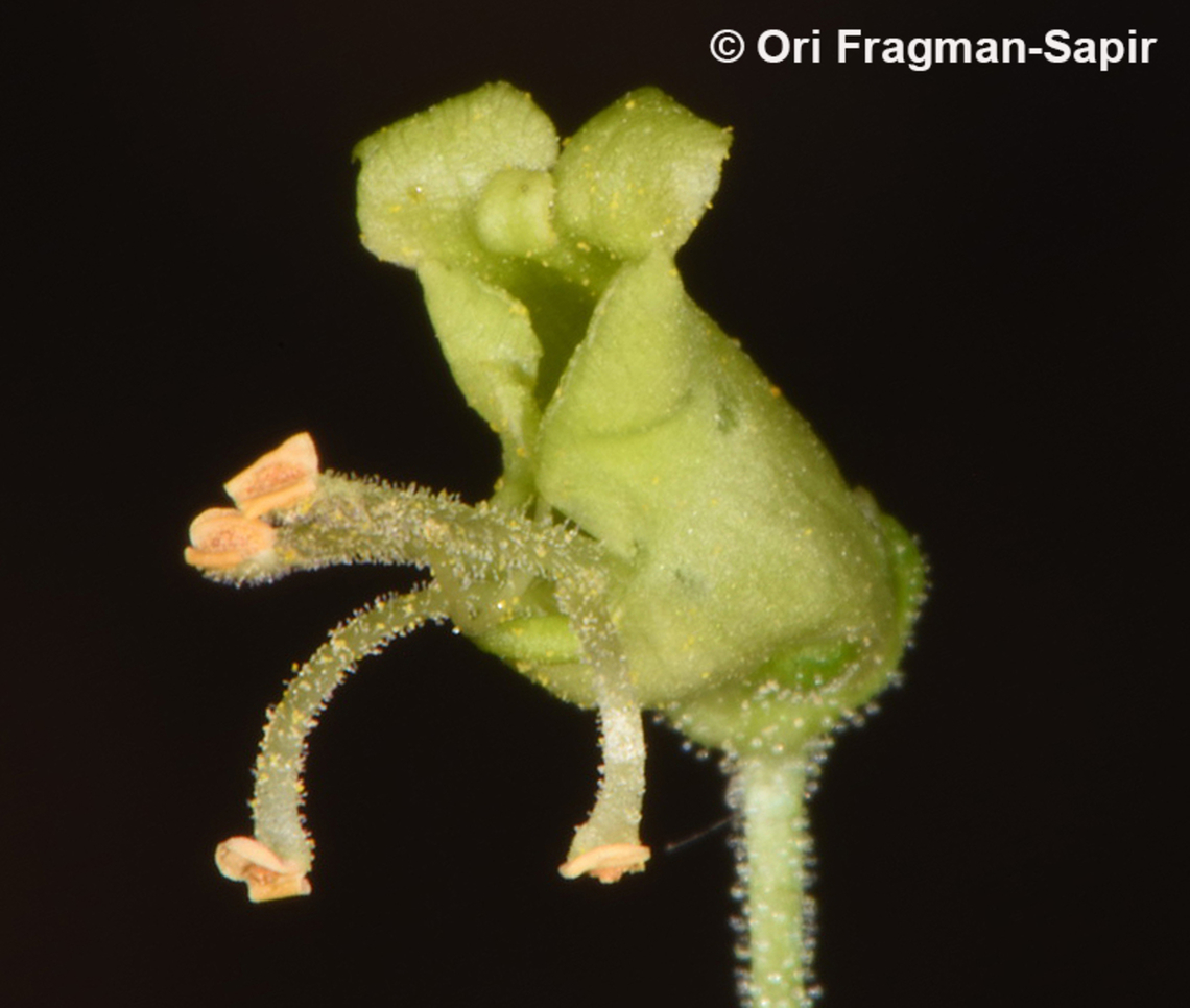 Scrophularia nabataeorum  Geotagged,Jordan,Scrophularia nabataeorum,Spring