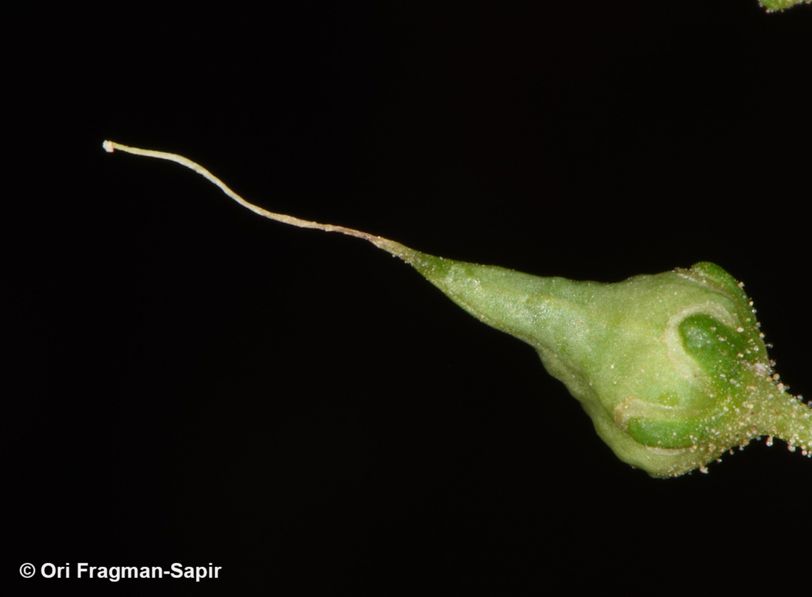 Scrophularia nabataeorum  Geotagged,Jordan,Scrophularia nabataeorum,Spring