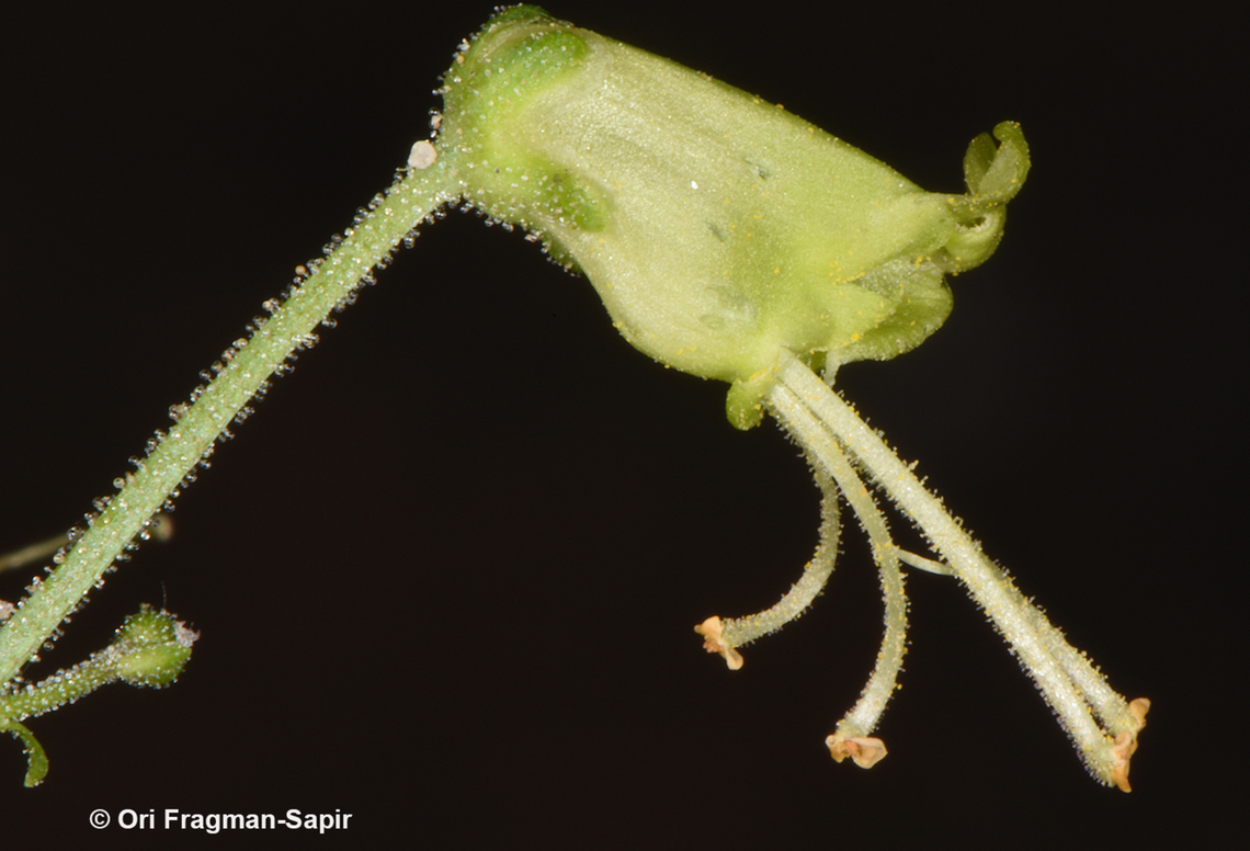 Scrophularia nabataeorum  Geotagged,Jordan,Scrophularia nabataeorum,Spring