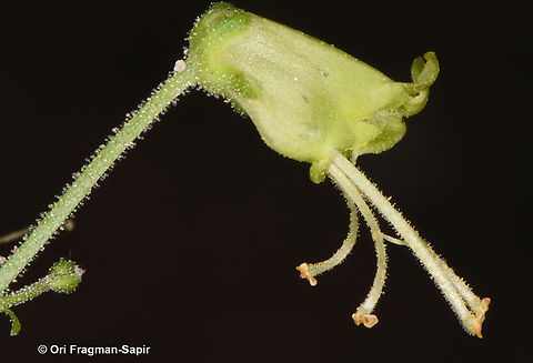 Scrophularia nabataeorum  Geotagged,Jordan,Scrophularia nabataeorum,Spring