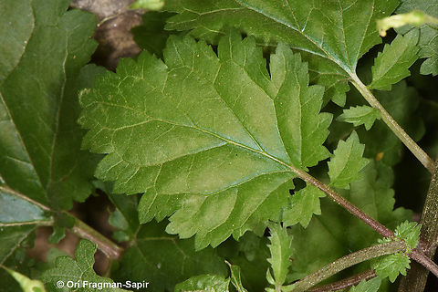 Scrophularia nabataeorum  Geotagged,Jordan,Scrophularia nabataeorum,Spring